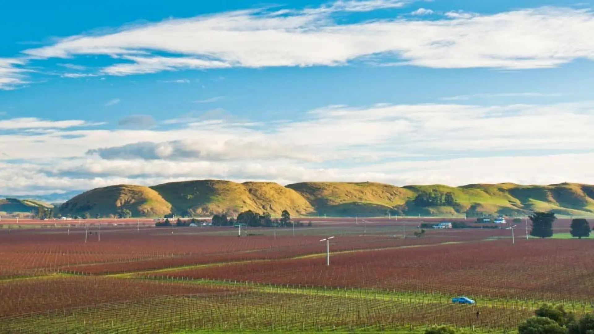 sileni vineyard hawkes bay